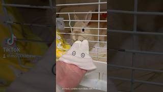 【残念な主】うさぎに相手にされない飼い主　#shorts  #うさぎ　#ウサギ　#bunny #rabbit #ネザーランドドワーフ