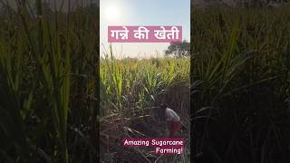 sugarcane farming, गन्ने की खेती sugarcane harvesting, sugarcane, गन्ने की फसल कैसे उगाएं #farmer