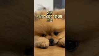 심쿵 사랑스러운 댕댕이 모음 #강아지 #귀여운 #cute #cutedog #cutedog #댕댕이 #댕냥이