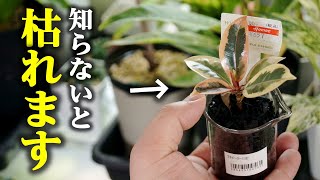 なぜか枯れる？水耕栽培でイキイキと育てる方法♪【観葉植物フィカス】