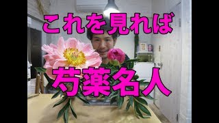 芍薬の切り花を100倍楽しむために必要なこと！吉祥寺の花屋＠花心