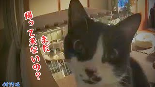 【保護猫のお留守番】ペットカメラでお留守番中の猫を覗いたら猫もこちらを見ていた ・・