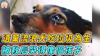 狗狗慘遭遺棄流落街頭，靠吃垃圾殘渣爲生，被女子救下后哭得像個孩子#正能量 #救助流浪狗 #狗狗 #暖心 #流浪狗 #残疾狗