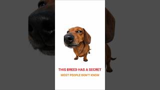 The Shocking Truth About This Breed