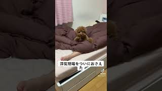 浮気現場をついにおさえた/信じてたあたいがバカだった#dog #shorts #いぬのいる生活 #犬好きさんと繋がりたい #トイプードル