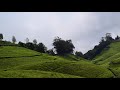 snippet of tea estate kotagiri