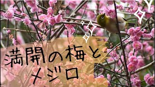 【野鳥観察】満開の梅とメジロ　~Japanese white-eye~