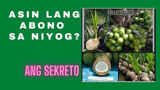 Pagabono ng asin sa ating dwarf tacunan na niyog. #salt fertilizer for coconut