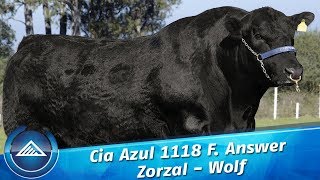 Cia Azul 1118 F. Answer Zorzal - Wolf