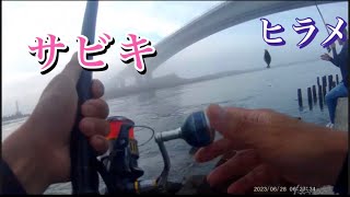 【浜名湖】海釣り公園 霧がヤバイ サビキ ヒラメ イワシ アジ ぶっ込み 泳がせ #浜名湖 #浜名湖釣り #海釣り公園 #釣り #fishing #サビキ #サビキ釣り #ヒラメ #japan