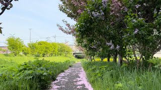 旧琴似川 5月半ば