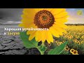 Подсолнечник НС Х 6343 🌻 описание гибрида 🌻 семена в Украине