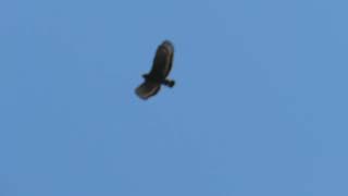 #大冠鷲 叫聲2   crested serpent eagle 2025/01/11