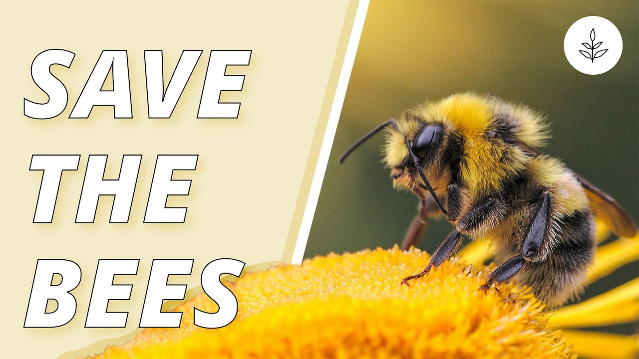 7 WAYS To Help SAVE THE BEES | LIVEKINDLY - YouTube