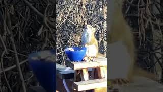 Squirrel Gets Drunk On Fermented Pears