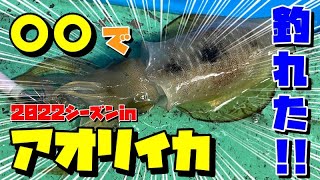 【2022・〇〇でアオリイカが釣れた！！】