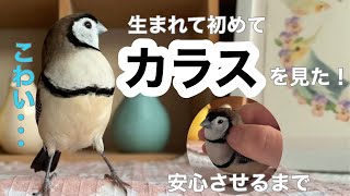 生まれて初めてのカラスに固まるカノコスズメを安心させるまで