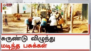 வாயில் நுரை தள்ளி உயிரிழந்த விவசாயின் 5 கறவை பசுக்கள் | #Vellore