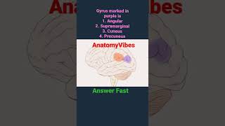 Angular Gyrus | Sulci and Gyri of Brain | Cerebrum | Anatomy #anatomy #neuro #neuroscience