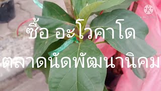 ซื้อต้นอะโวคาโด ตลาดนัดพัฒนานิคม จังหวัดลพบุรี