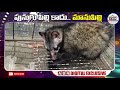 పునుగు పిల్లి కాదు.. మానుపిల్లి rare civet cat caught at west godavari district abn digital