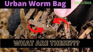 Urban Worm Bag V2 with ENCs - WHAT IS IN MY BAG? 02/11/2023