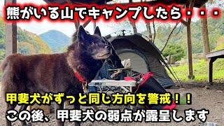 熊がいる山で犬とキャンプしたら甲斐犬が警戒モード全開！と思ったら・・・【関東】【甲斐犬一休と男旅：南アルプス編　序章】