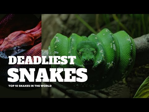 Top 10 Most Deadliest Snakes In 2023! - YouTube