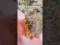 《多肉植物換盆》 succulents suculentas 多肉植物 shorts