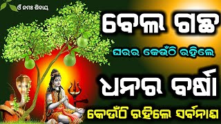 ବେଲ ଗଛ କେଉଁଠି ରହିଲେ ଧନର ବର୍ଷା କେଉଁଠି ରହିଲେ ସର୍ବନାଶ || Sadhubani || Bastubichara ||