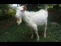 Goat Keeping & Milking PART 1/TS  Edutainment Ug