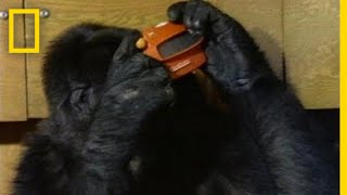 Watch Koko the Gorilla Use Sign Language in This 1981 Film | National Geographic