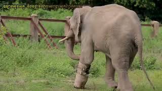 125_ខ្សែជីវិតដំរីឈូក_Chhouk Elephant Life