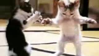 Dünyanın en komik Kedi Videosu