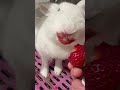 給你一個吻💋💋 give you a kiss. animal cute 動物 funny 可愛 兔子 rabbit