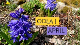 Odla i APRIL - Det börjar växa utomhus och det omplanteras inomhus.