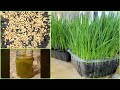 How to grow wheatgrass in 7 days at home #gardening #wheatgrass at home|adore amigas #detox