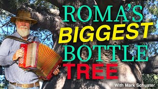 Accordion Busking Under the Biggest Bottle Tree in Roma, Queensland with Mark Schuster.