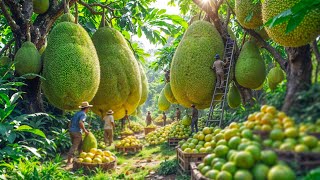 Thailand’s GIANT Jackfruit Farms: The SECRETS Farmers Don’t Want You to Know