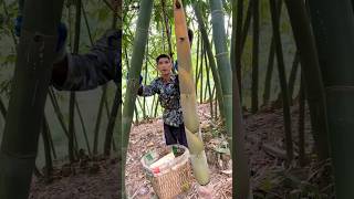 Amazing Style Cutting Huge Bamboo Shoot #amazing #bamboo #farming #fruit #viral #wildlife #short