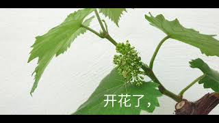 家种葡萄43 : 可爱的小葡萄盆栽