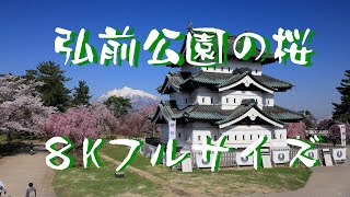 【8K】弘前公園(青森県)の桜2021 -Cherry blossoms in Hirosaki Park-