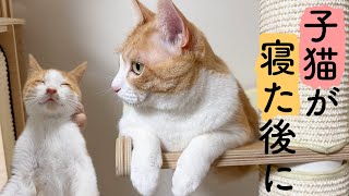 子猫が爆睡しているスキに大人達で秘密の遊びをします