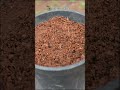 തക്കാളി തൈ വിത്ത് മുതൽ വിളവ് വരെ tomato seed germination tomato seedgermination seeds shorts