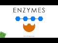 Enzymes - Biology (full version)