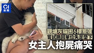 觀塘瑞寧樓貓咪被困簷篷　跳回單位時失足墮下　女主人痛哭丨01新聞｜寵物｜短毛貓丨愛協丨貓網