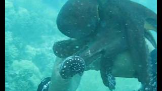 Octopus on the Hoyo Maru - Truk Lagoon 2009