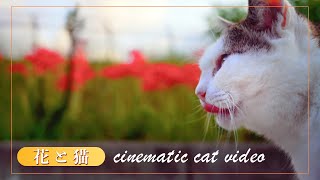 猫と花 2024 総集編 ｰ 花映えしすぎな白ぶち猫‼｜Cinematic Cat Video