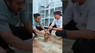 nyesel baru tahu snack kucing ini