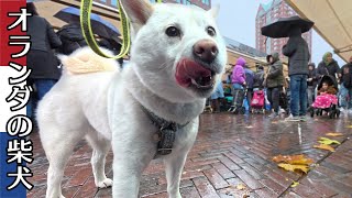 柴犬柿丸 雨の市場でよくわからない魚を買う【オランダ / 環境音 / 4K】Kaki-Maru the Shiba Inu